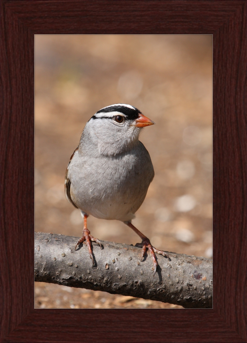 White-crowned Sparrow (Zonotrichia leucophrys) - Great Pictures Framed