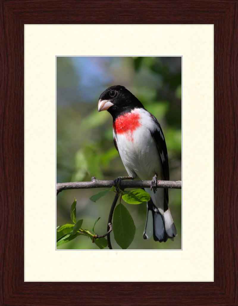 Pheucticus ludovicianus CT3 - Great Pictures Framed