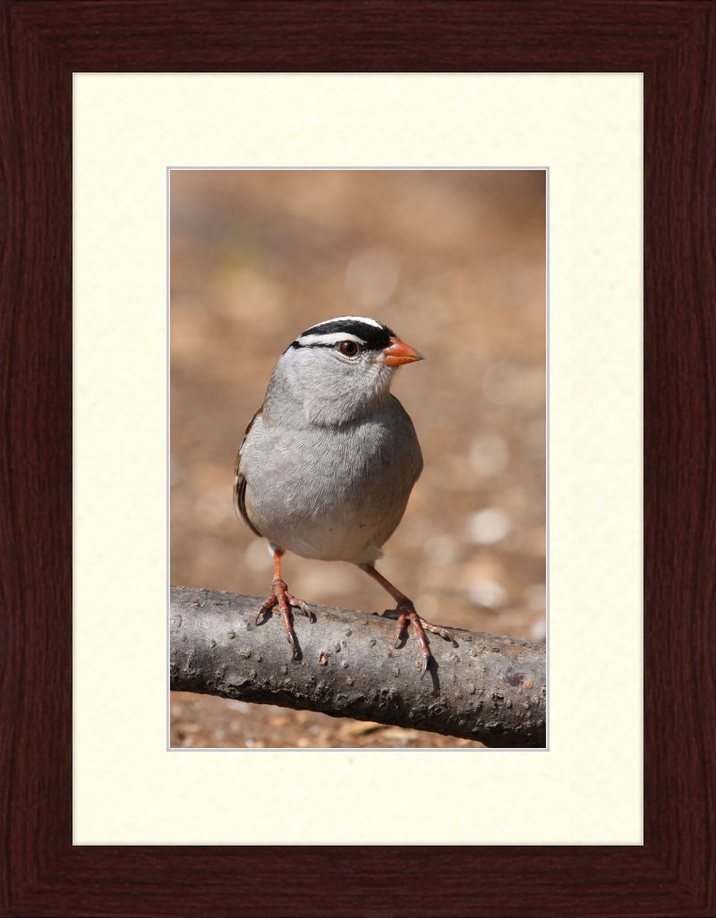 White-crowned Sparrow (Zonotrichia leucophrys) - Great Pictures Framed