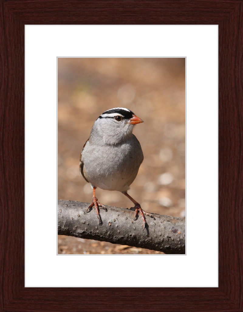 White-crowned Sparrow (Zonotrichia leucophrys) - Great Pictures Framed