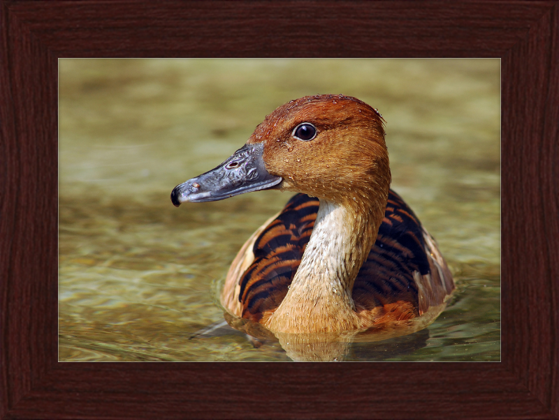 The Wilhelma Whistling Duck - Great Pictures Framed