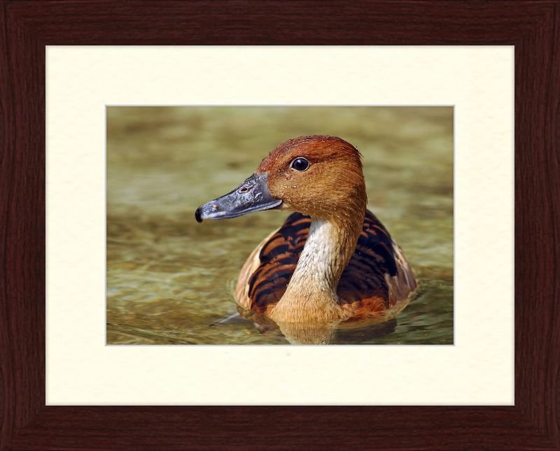 The Wilhelma Whistling Duck - Great Pictures Framed