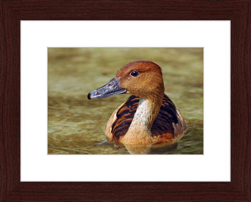 The Wilhelma Whistling Duck - Great Pictures Framed