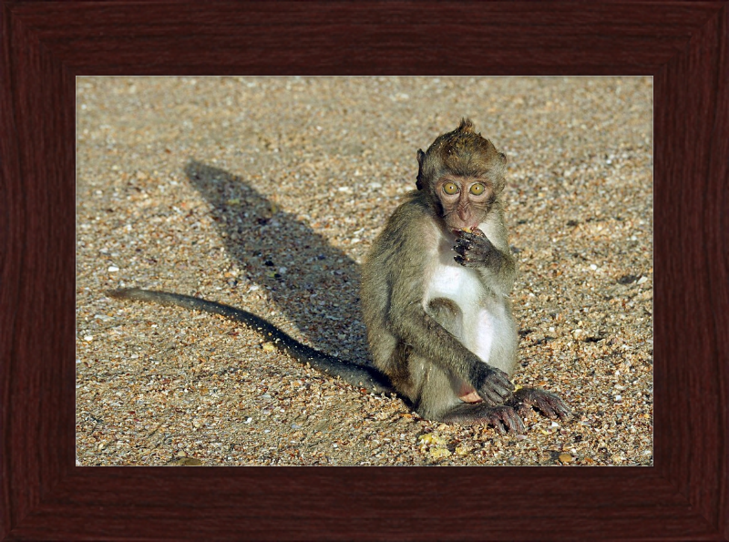 Macaca Fascicularis - Great Pictures Framed