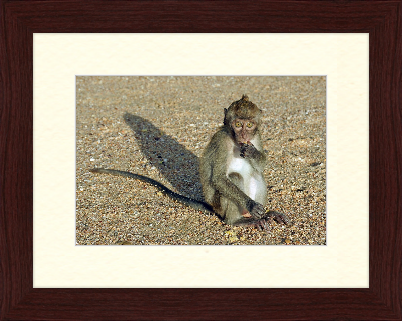 Macaca Fascicularis - Great Pictures Framed