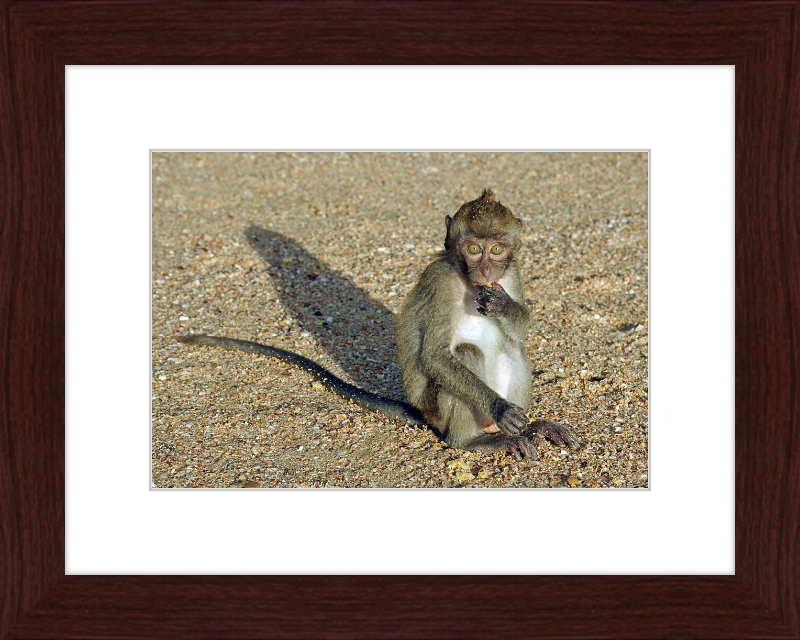 Macaca Fascicularis - Great Pictures Framed