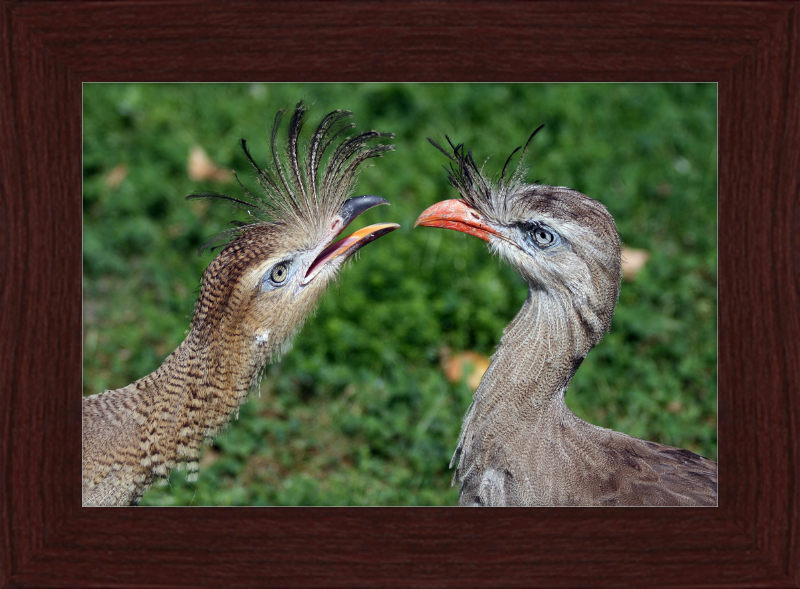 The Red-legged Seriema of Vienna - Great Pictures Framed