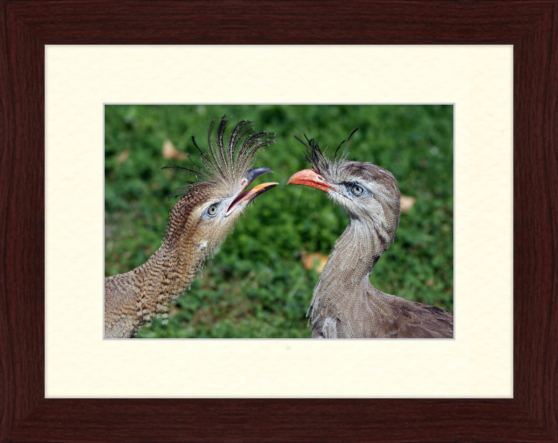 The Red-legged Seriema of Vienna - Great Pictures Framed