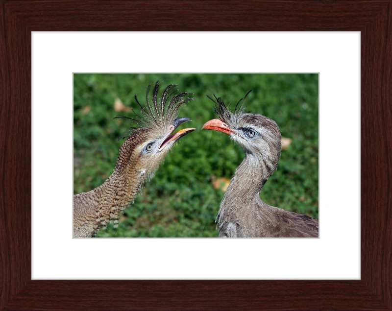 The Red-legged Seriema of Vienna - Great Pictures Framed