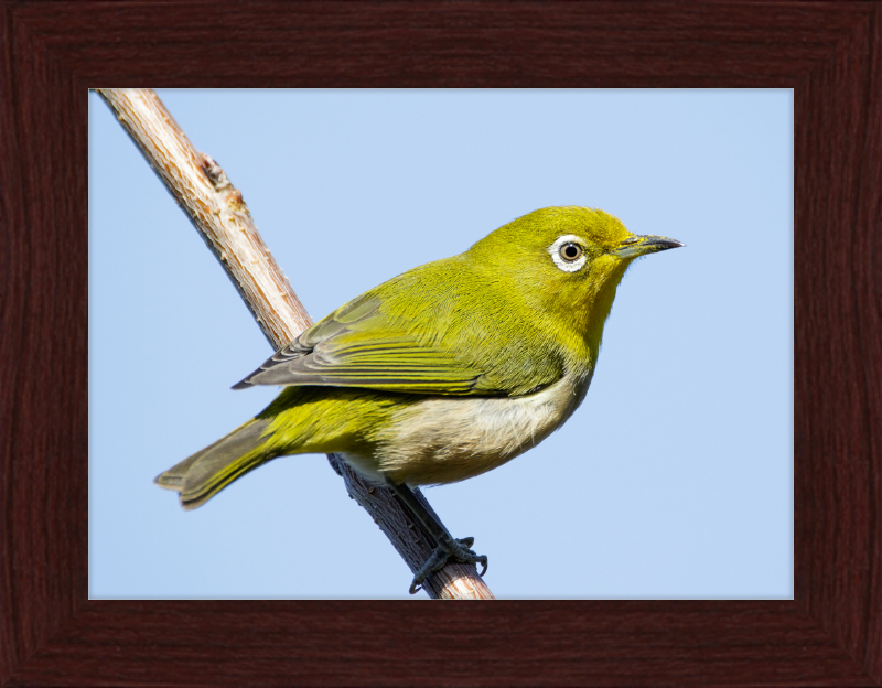 Japanese white-eye at Tennoji Park in Osaka, Japan - Great Pictures Framed