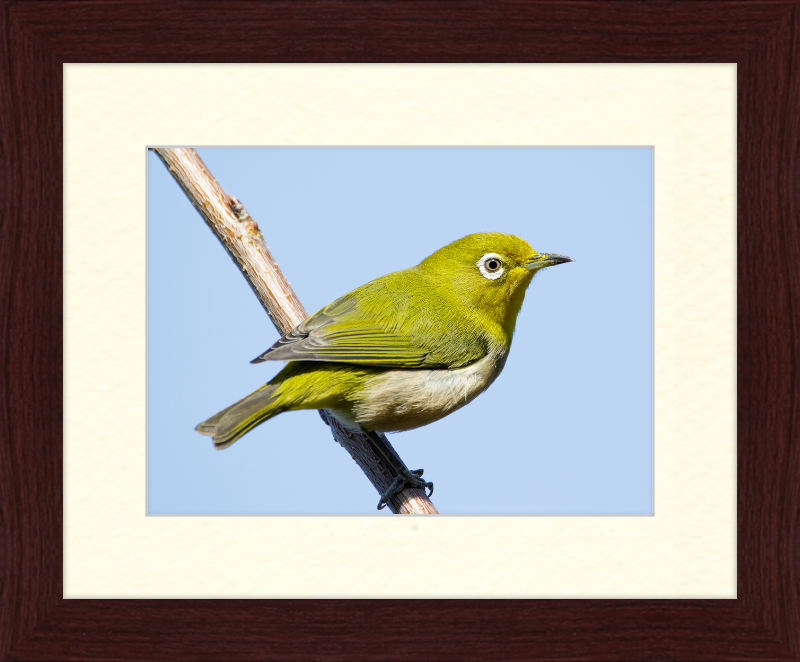 Japanese white-eye at Tennoji Park in Osaka, Japan - Great Pictures Framed