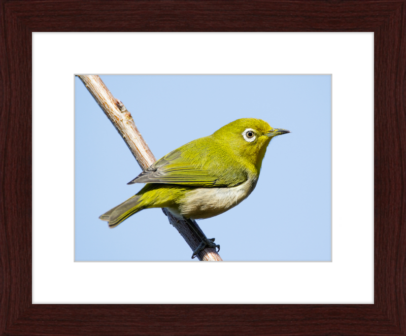 Japanese white-eye at Tennoji Park in Osaka, Japan - Great Pictures Framed