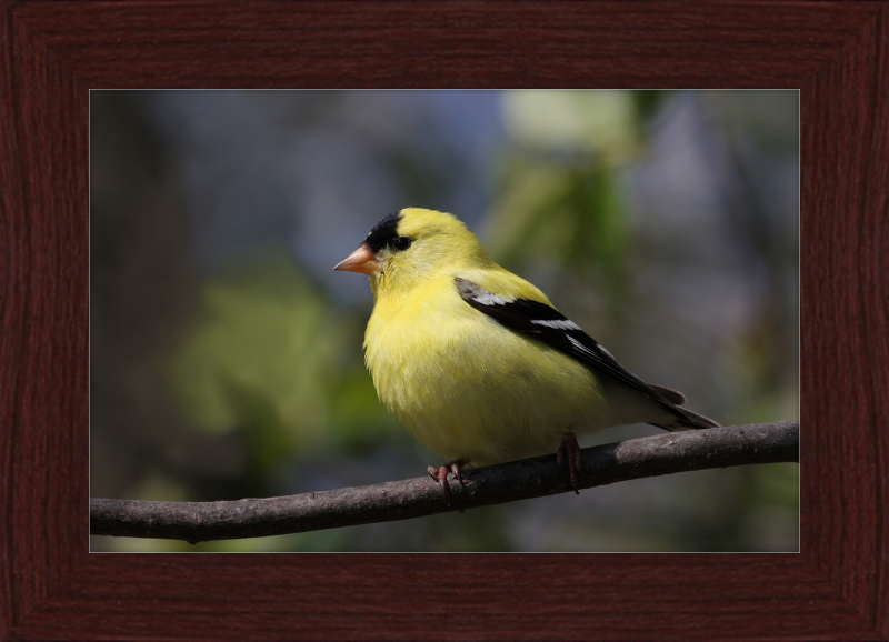 American Goldfinch - Great Pictures Framed