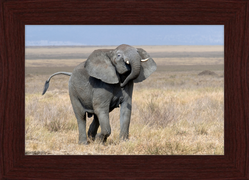 Loxodonta Africana on the Serengeti - Great Pictures Framed