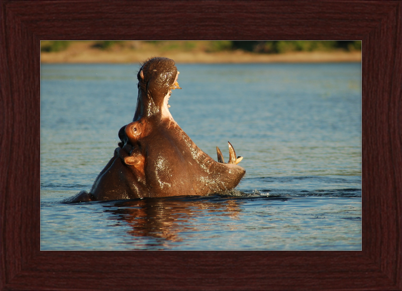 A Hippopotamus at Chobe River Front, Botswana - Great Pictures Framed