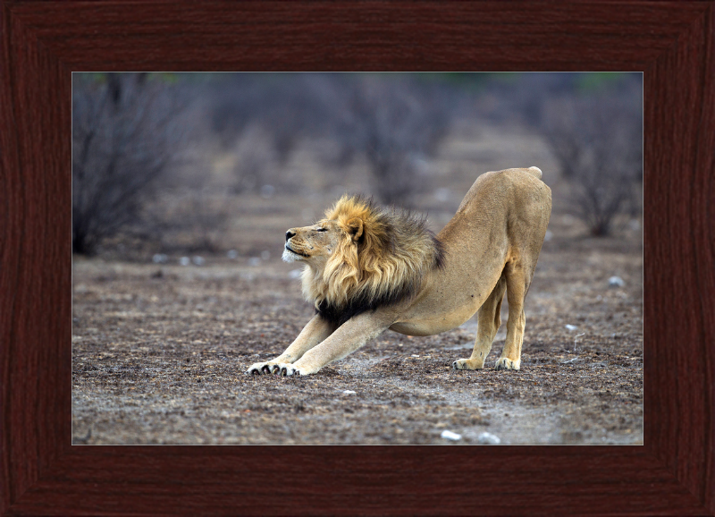 Panthera Leo Stretching in Etosha - Great Pictures Framed