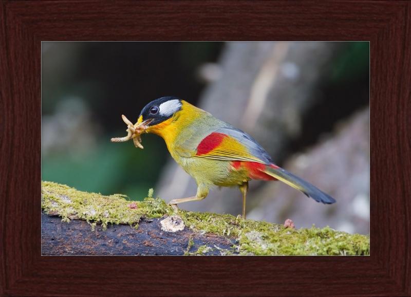 Leiothrix argentauris - Mae Wong - Great Pictures Framed
