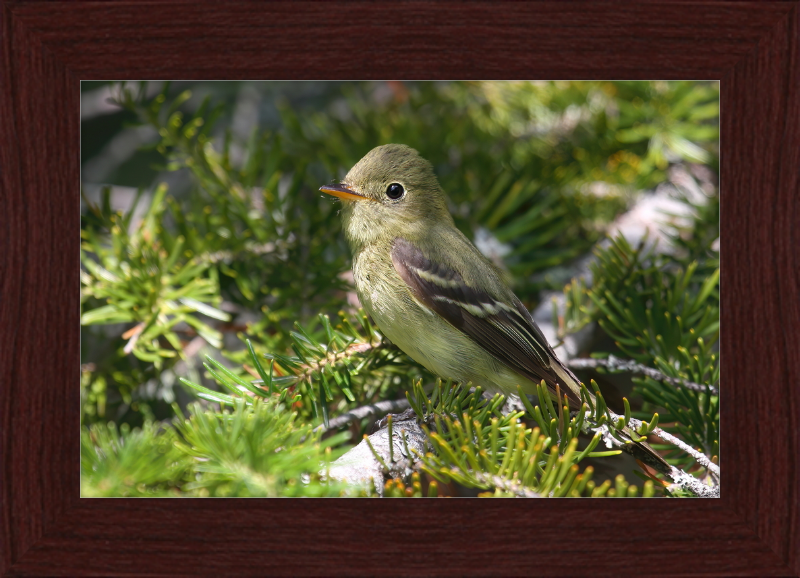 Empidonax Flaviventris - Great Pictures Framed