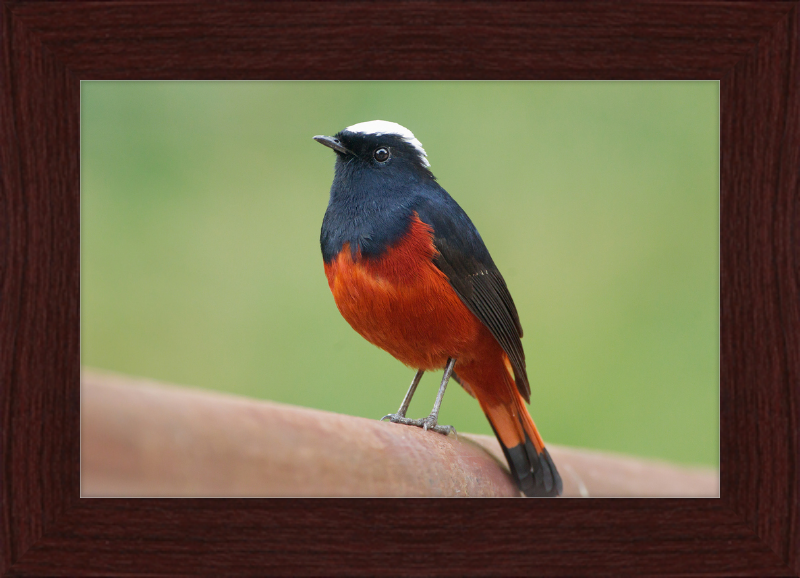 The White-capped Water Redstart - Great Pictures Framed