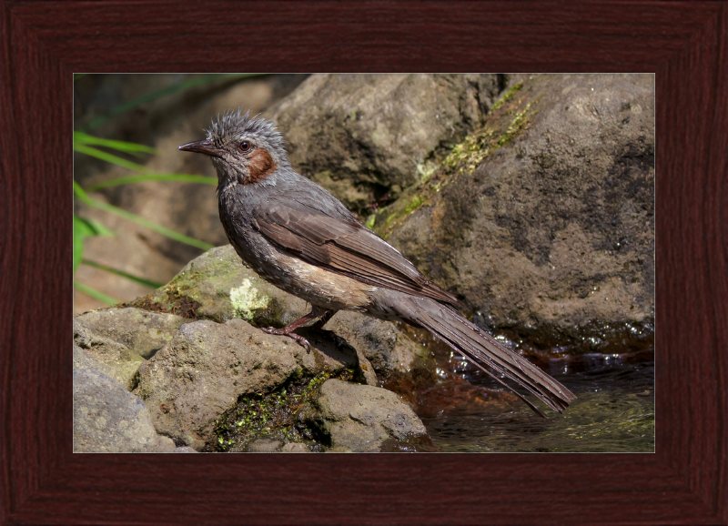 The Brown-Eared Bulbul After Playing with Water - Great Pictures Framed
