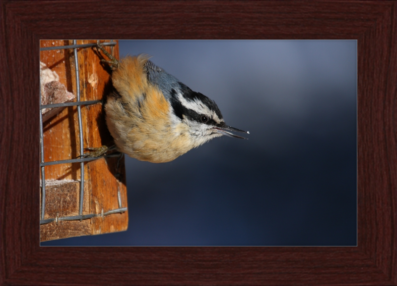 Sitta Canadensis - Great Pictures Framed