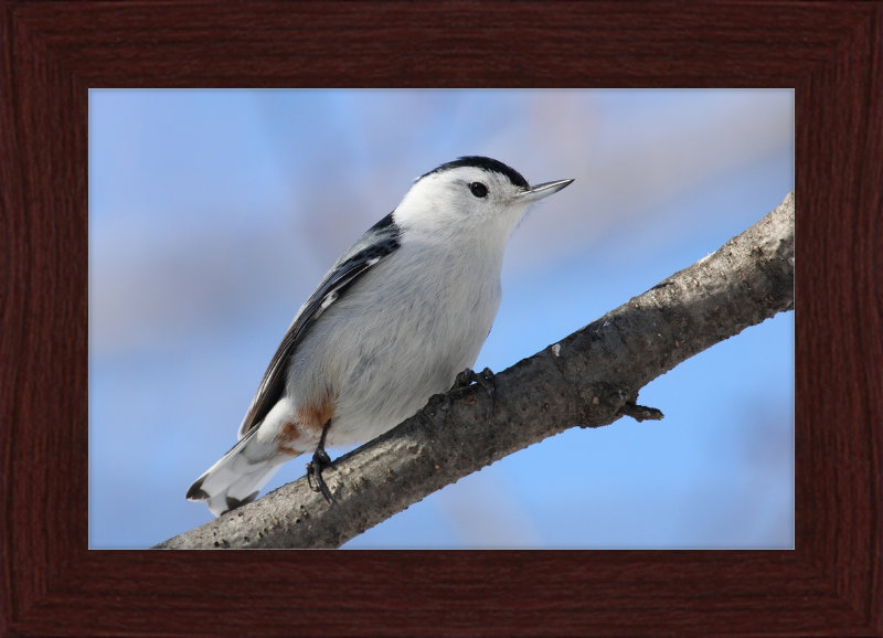 Sitta Carolinensis - Great Pictures Framed