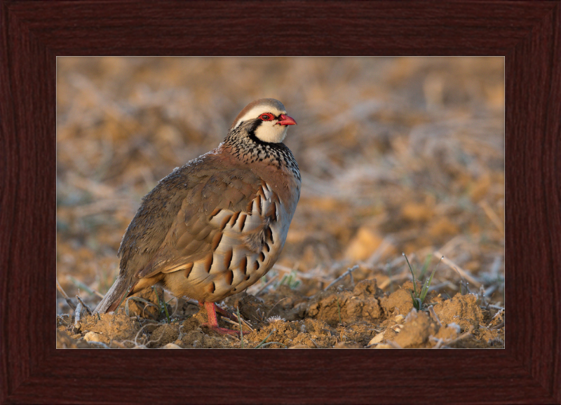 Perdrix Rouge - Great Pictures Framed
