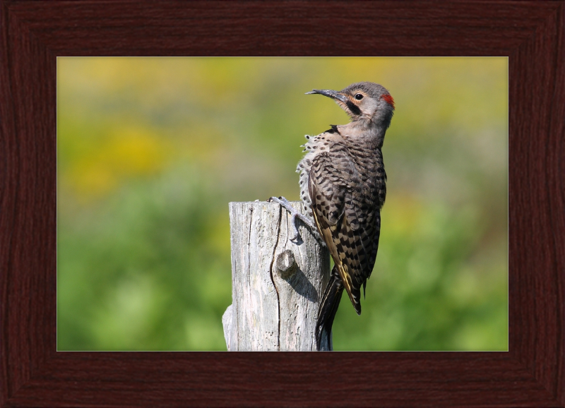 Colaptes Auratus - Great Pictures Framed