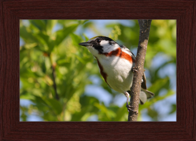 The Chestnut-sided Warbler - Great Pictures Framed