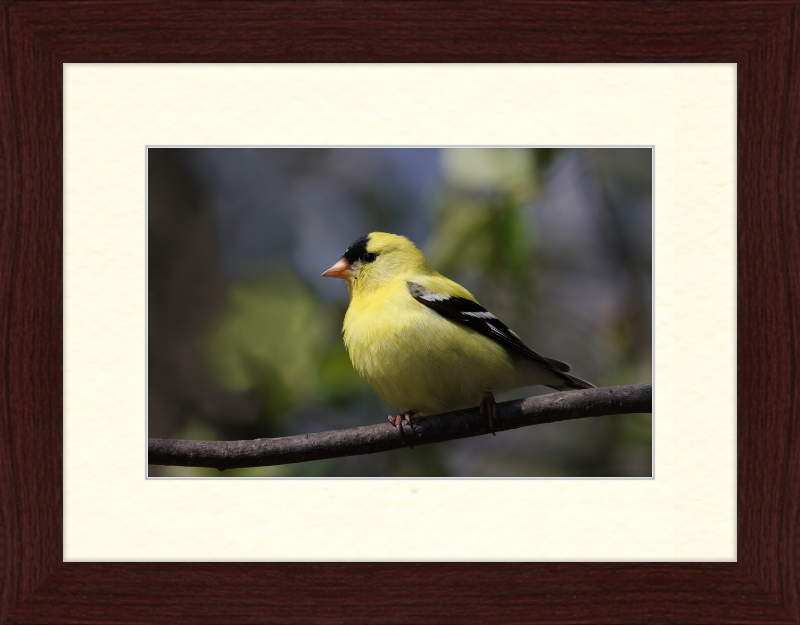 American Goldfinch - Great Pictures Framed