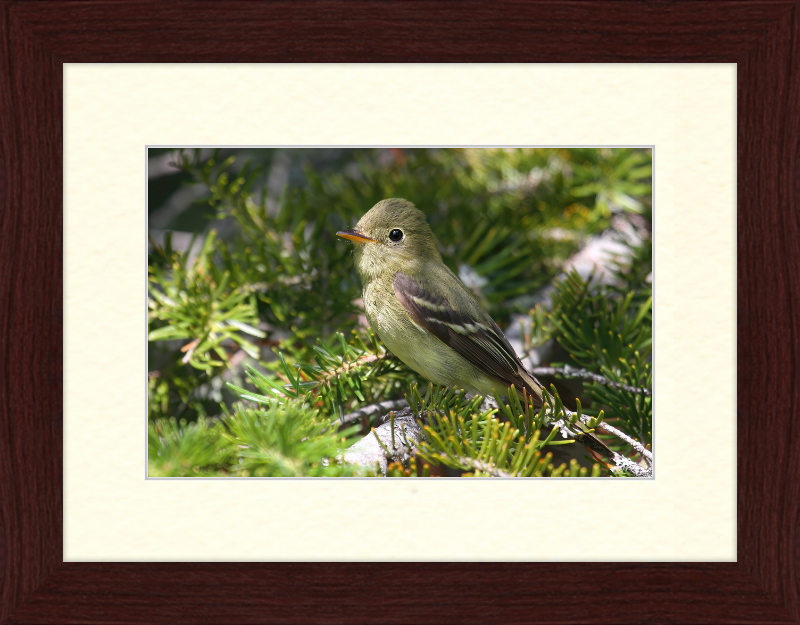 Empidonax Flaviventris - Great Pictures Framed