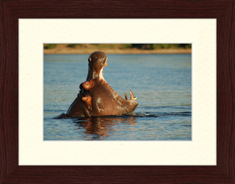 A Hippopotamus at Chobe River Front, Botswana - Great Pictures Framed