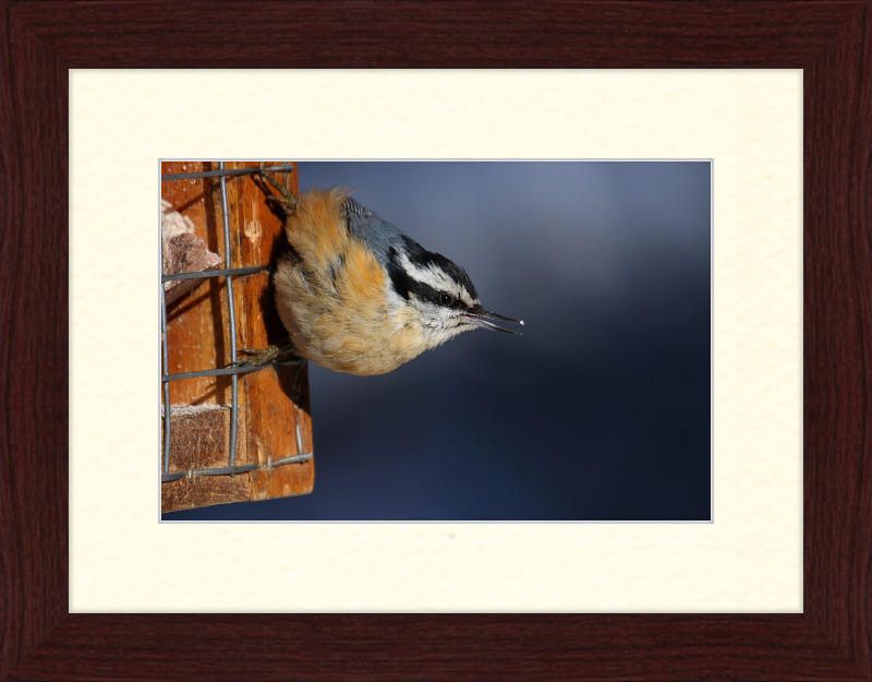 Sitta Canadensis - Great Pictures Framed