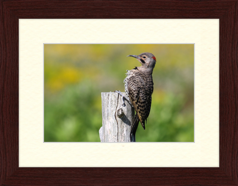 Colaptes Auratus - Great Pictures Framed