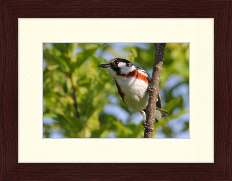 The Chestnut-sided Warbler - Great Pictures Framed