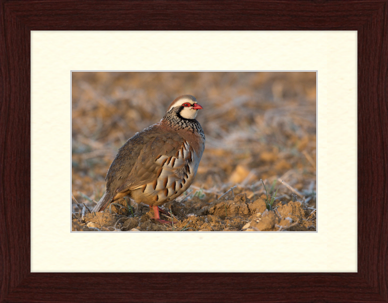 Perdrix Rouge - Great Pictures Framed
