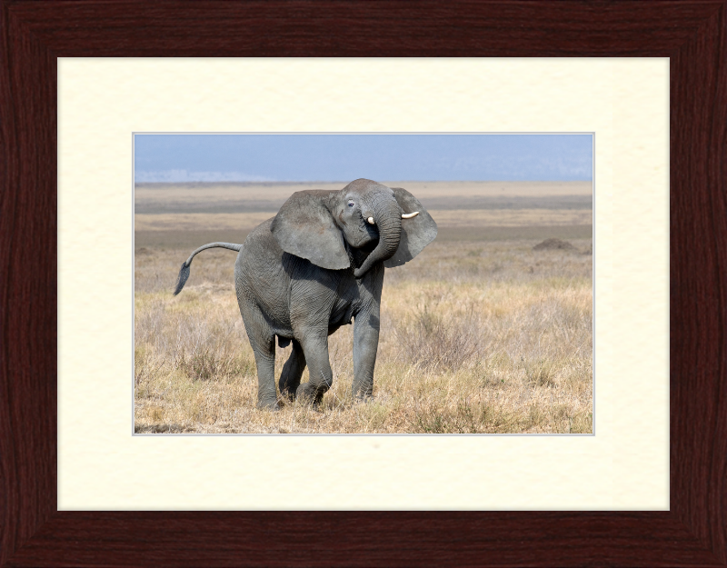 Loxodonta Africana on the Serengeti - Great Pictures Framed