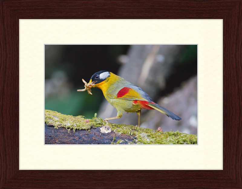 Leiothrix argentauris - Mae Wong - Great Pictures Framed