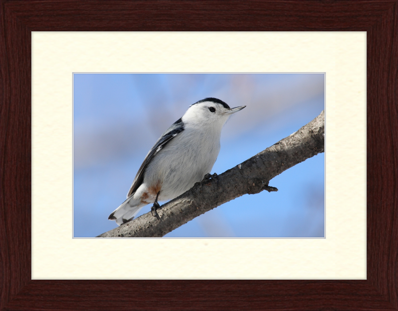 Sitta Carolinensis - Great Pictures Framed