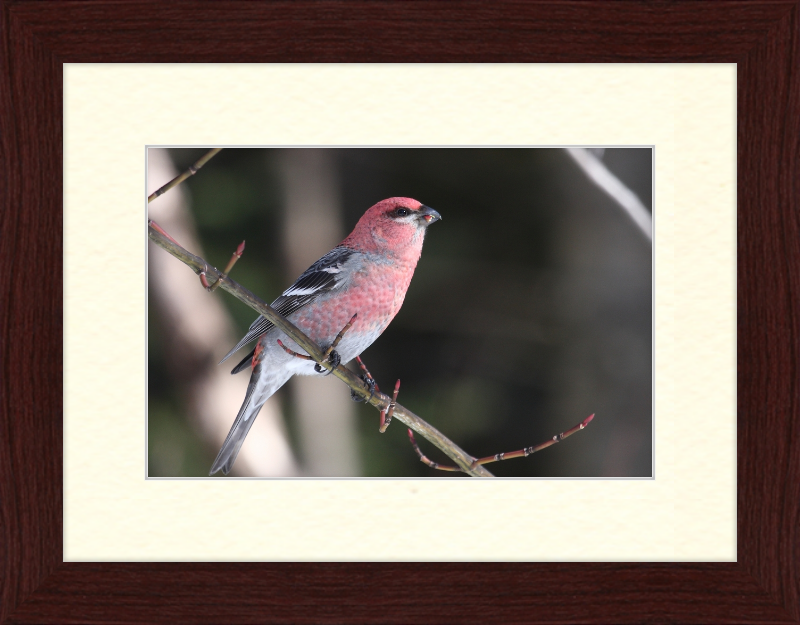 Pinicola Enucleator - Great Pictures Framed