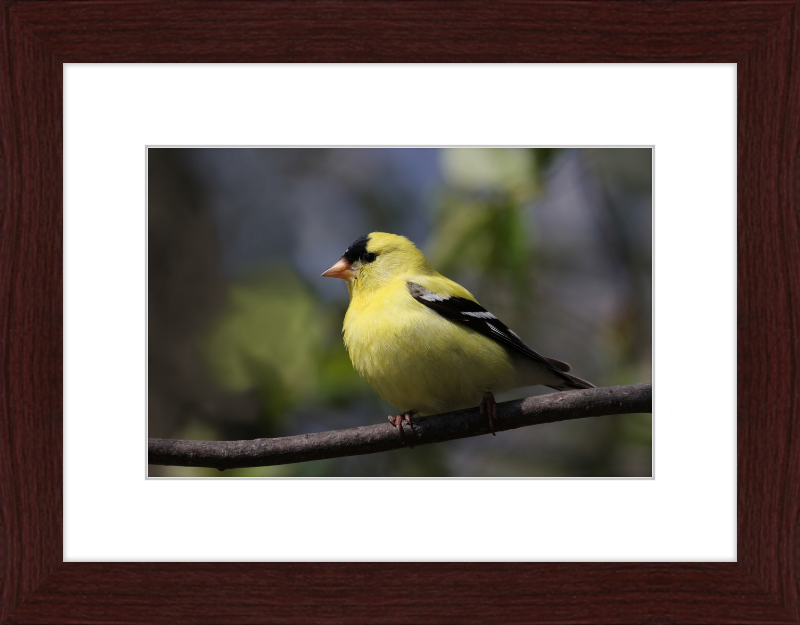 American Goldfinch - Great Pictures Framed