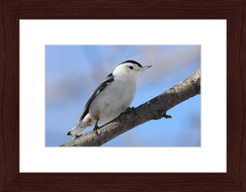 Sitta Carolinensis - Great Pictures Framed