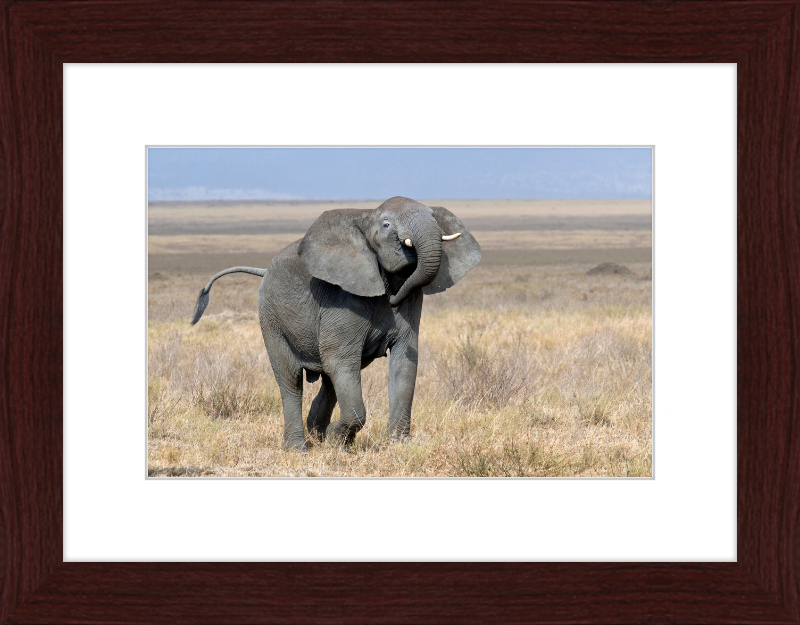 Loxodonta Africana on the Serengeti - Great Pictures Framed