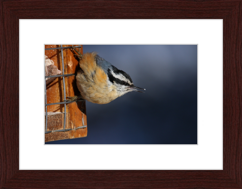 Sitta Canadensis - Great Pictures Framed