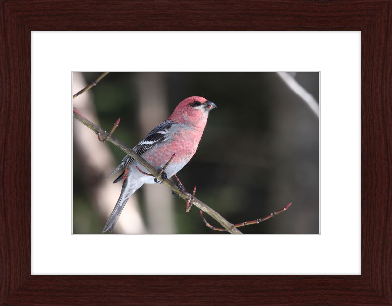 Pinicola Enucleator - Great Pictures Framed