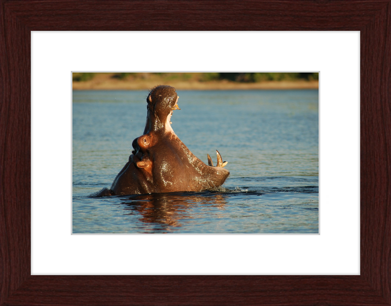 A Hippopotamus at Chobe River Front, Botswana - Great Pictures Framed