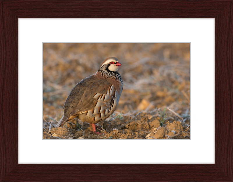 Perdrix Rouge - Great Pictures Framed