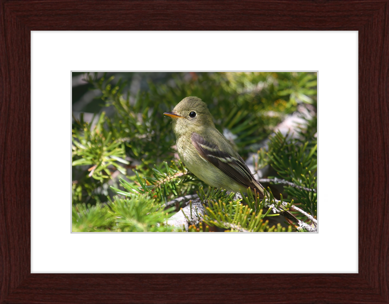 Empidonax Flaviventris - Great Pictures Framed