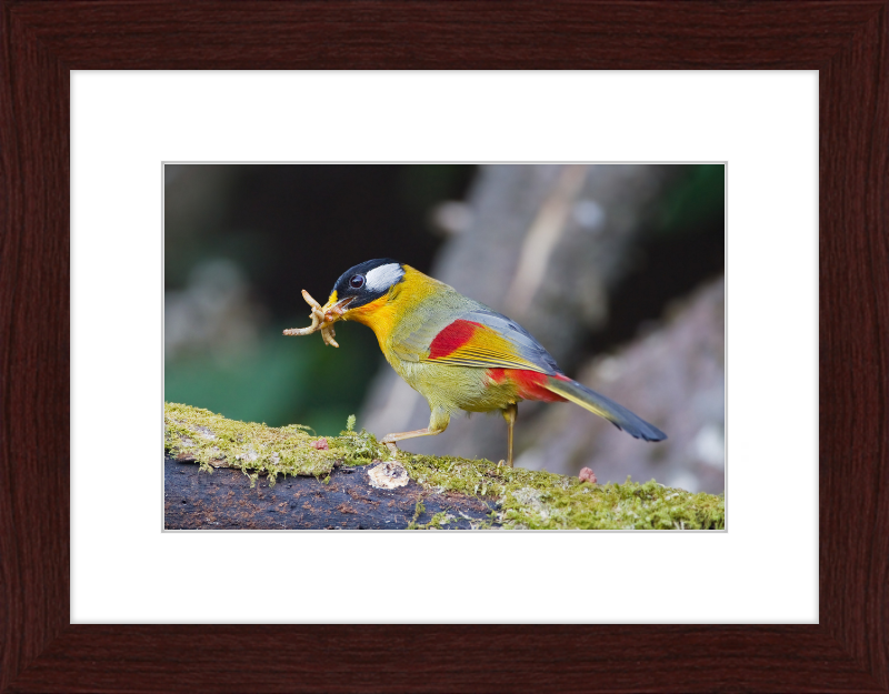 Leiothrix argentauris - Mae Wong - Great Pictures Framed