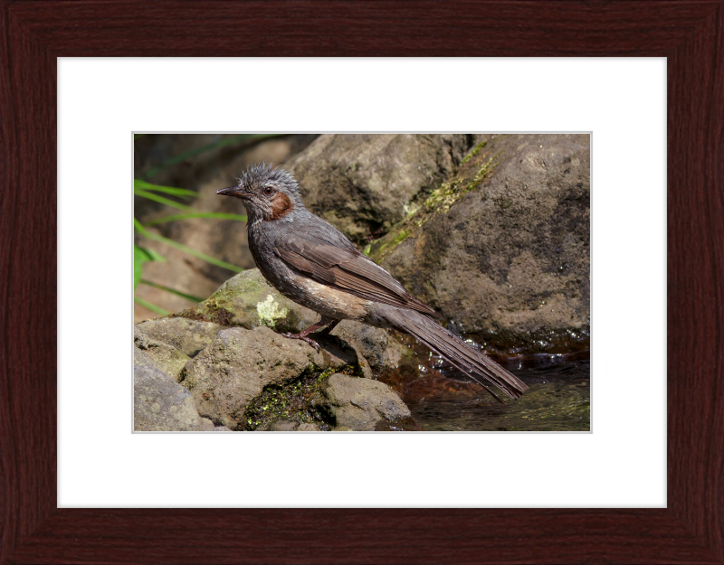 The Brown-Eared Bulbul After Playing with Water - Great Pictures Framed